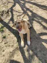 BOBBY, Hund, Mischlingshund in Neu-Isenburg - Bild 2
