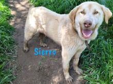 SIERRO, Hund, Herdenschutzhund-Mix in Spanien - Bild 1