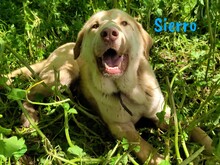 SIERRO, Hund, Herdenschutzhund-Mix in Spanien - Bild 2
