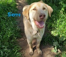 SIERRO, Hund, Herdenschutzhund-Mix in Spanien - Bild 3