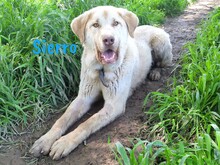 SIERRO, Hund, Herdenschutzhund-Mix in Spanien - Bild 4