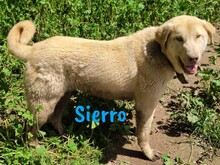 SIERRO, Hund, Herdenschutzhund-Mix in Spanien - Bild 6