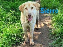 SIERRO, Hund, Herdenschutzhund-Mix in Spanien - Bild 7