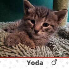 YODA, Katze, Europäisch Kurzhaar in Fischbachtal