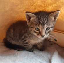 YODA, Katze, Europäisch Kurzhaar in Fischbachtal - Bild 3