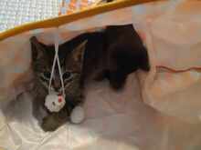YODA, Katze, Europäisch Kurzhaar in Fischbachtal - Bild 4