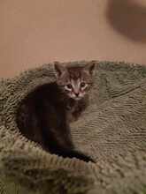 YODA, Katze, Europäisch Kurzhaar in Fischbachtal - Bild 6