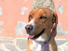 FRANCESCA, Hund, Mischlingshund in Italien - Bild 1