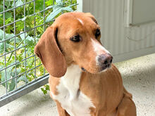 FRANCESCA, Hund, Mischlingshund in Italien - Bild 11