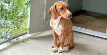 FRANCESCA, Hund, Mischlingshund in Italien - Bild 2