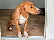 FRANCESCA, Hund, Mischlingshund in Italien - Bild 3