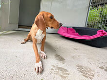 FRANCESCA, Hund, Mischlingshund in Italien - Bild 4