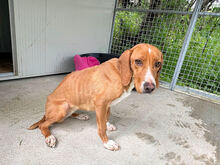 FRANCESCA, Hund, Mischlingshund in Italien - Bild 5