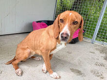 FRANCESCA, Hund, Mischlingshund in Italien - Bild 6