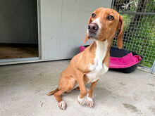 FRANCESCA, Hund, Mischlingshund in Italien - Bild 7