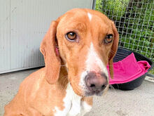 FRANCESCA, Hund, Mischlingshund in Italien - Bild 8