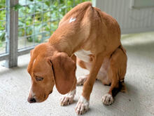 FRANCESCA, Hund, Mischlingshund in Italien - Bild 9