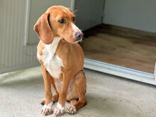FRANCESCA, Hund, Mischlingshund in Rosenheim - Bild 10