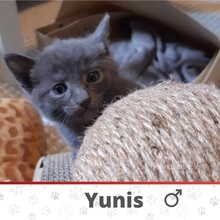 YUNIS, Katze, Europäisch Kurzhaar in Fischbachtal