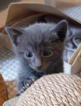 YUNIS, Katze, Europäisch Kurzhaar in Fischbachtal - Bild 2