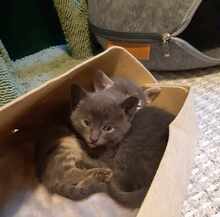 YUNIS, Katze, Europäisch Kurzhaar in Fischbachtal - Bild 3