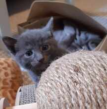 YUNIS, Katze, Europäisch Kurzhaar in Fischbachtal - Bild 4