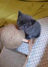 YUNIS, Katze, Europäisch Kurzhaar in Fischbachtal - Bild 5