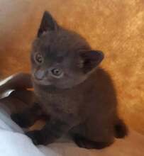 YUNIS, Katze, Europäisch Kurzhaar in Fischbachtal - Bild 6