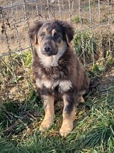 CHICO, Hund, Mischlingshund in Rumänien - Bild 1