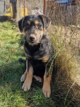 CHICO, Hund, Mischlingshund in Rumänien - Bild 2
