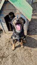 CHICO, Hund, Mischlingshund in Rumänien - Bild 3