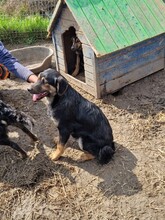 CHICO, Hund, Mischlingshund in Rumänien - Bild 4