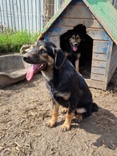 CHICO, Hund, Mischlingshund in Rumänien - Bild 5