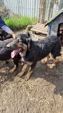 CHICO, Hund, Mischlingshund in Rumänien - Bild 6