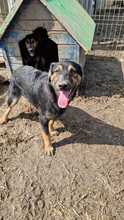 CHICO, Hund, Mischlingshund in Rumänien - Bild 7