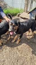 CHICO, Hund, Mischlingshund in Rumänien - Bild 8