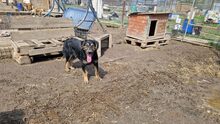 CHICO, Hund, Mischlingshund in Rumänien - Bild 9