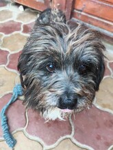 CLYDE, Hund, Mischlingshund in Rumänien - Bild 1