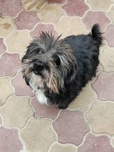 CLYDE, Hund, Mischlingshund in Rumänien - Bild 2