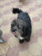 CLYDE, Hund, Mischlingshund in Rumänien - Bild 3