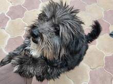 CLYDE, Hund, Mischlingshund in Rumänien - Bild 4