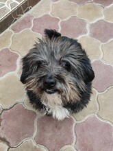 CLYDE, Hund, Mischlingshund in Rumänien - Bild 5