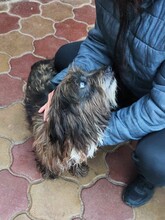 CLYDE, Hund, Mischlingshund in Rumänien - Bild 7