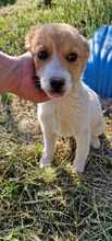 FELIA, Hund, Mischlingshund in Bulgarien - Bild 1