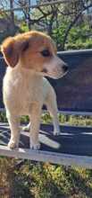 FELIA, Hund, Mischlingshund in Bulgarien - Bild 2