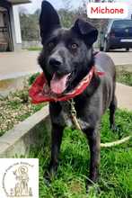 MICHONE, Hund, Mischlingshund in Bosnien und Herzegowina - Bild 1