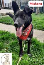 MICHONE, Hund, Mischlingshund in Bosnien und Herzegowina - Bild 2