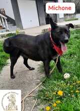 MICHONE, Hund, Mischlingshund in Bosnien und Herzegowina - Bild 3
