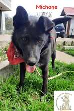 MICHONE, Hund, Mischlingshund in Bosnien und Herzegowina - Bild 4