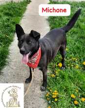 MICHONE, Hund, Mischlingshund in Bosnien und Herzegowina - Bild 5